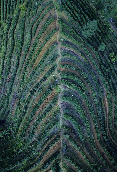 【渝情渝景】酉阳：茶农“画中”采茶忙