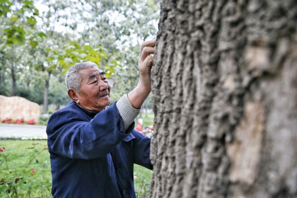 新时代中国调研行·黄河篇丨兰考的“泡桐之歌”