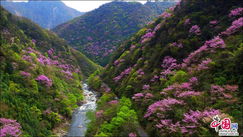 四川青川唐家河紫荆花现已绽放并开启赏花模式