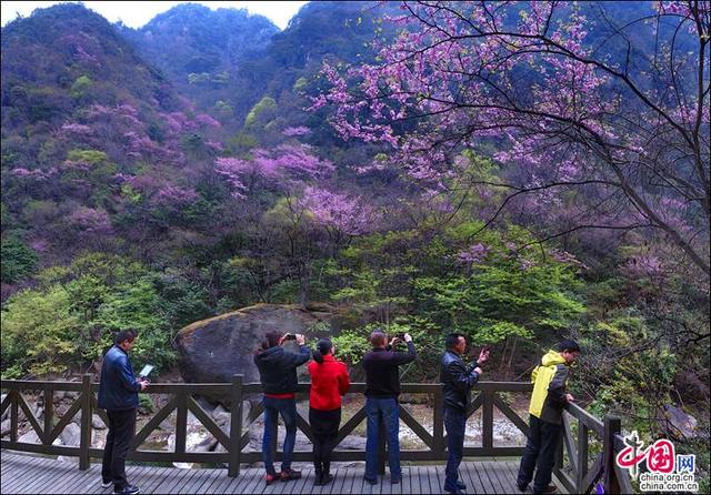 四川青川唐家河紫荆花现已绽放并开启赏花模式