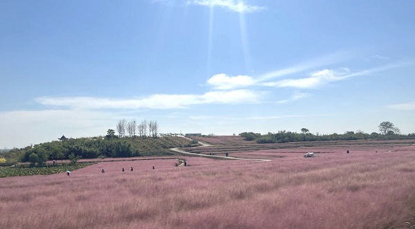 【原创】信阳市平桥区：四季花海  “豫”见江南_fororder_图片8