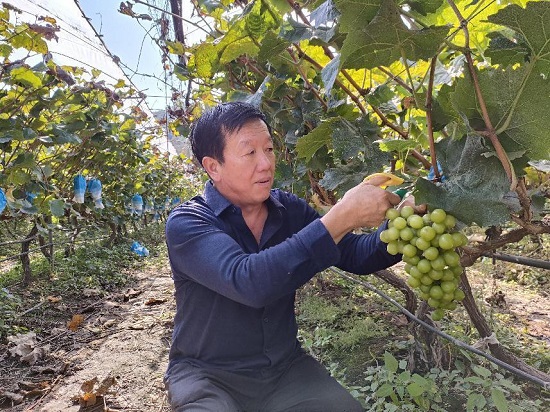 【原创】平顶山鲁山县：新农人变身兴农人 逐梦沃野忙振兴_fororder_图片1