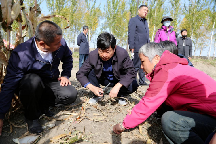 黑龙江：当年改良见成效 盐碱地喜获丰收