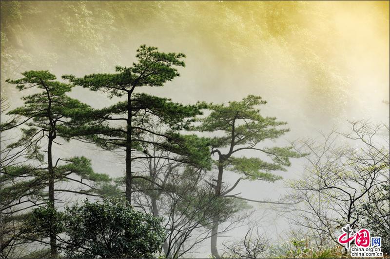 漫步黄山西海峡谷 观石峰赏翠松身在云中漾