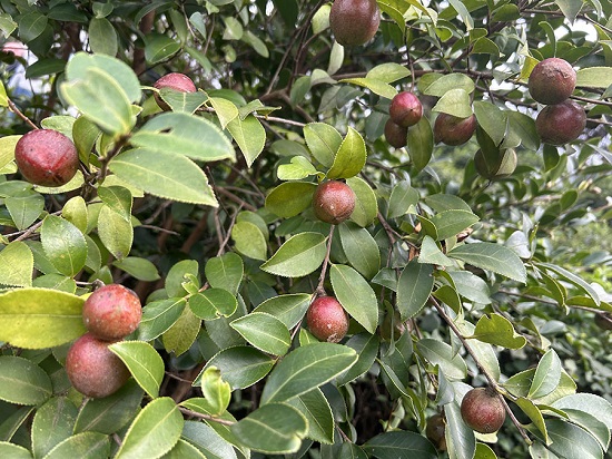 【原创】信阳市浉河区：茶树满山岗 红果流金银_fororder_微信图片_20231012090947_1