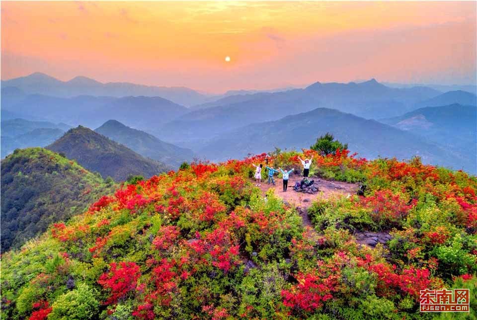 福建大田县高山杜鹃醉游人