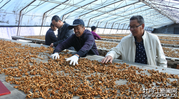 食用菌成农民致富“金钥匙”