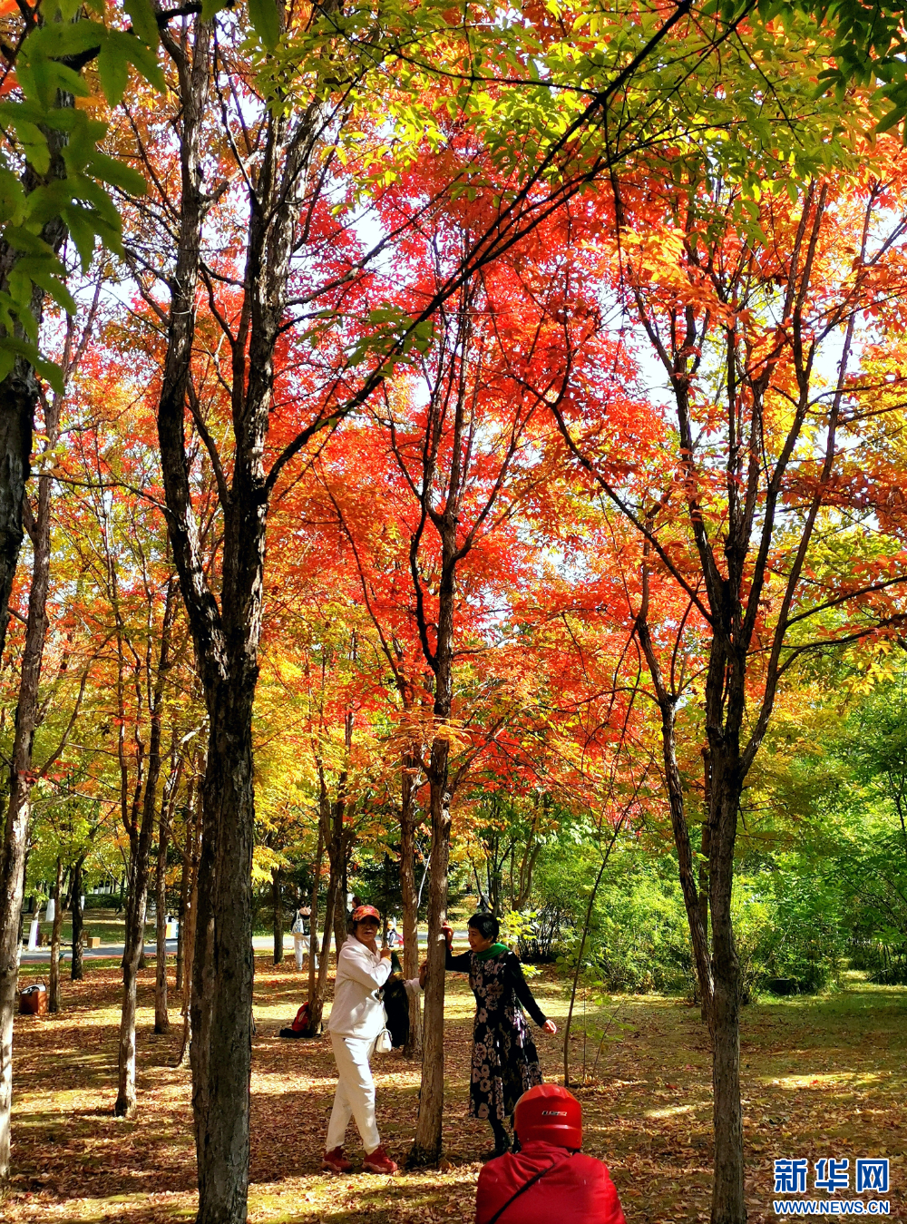 长春：多彩秋景美如画