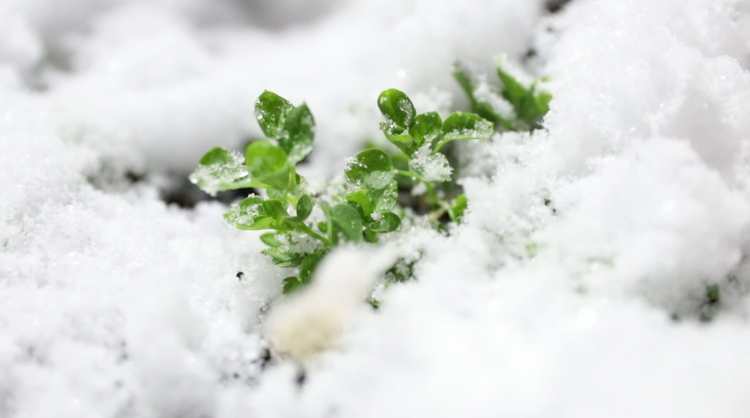 漠河：迎来初雪！快来一起滑雪呀