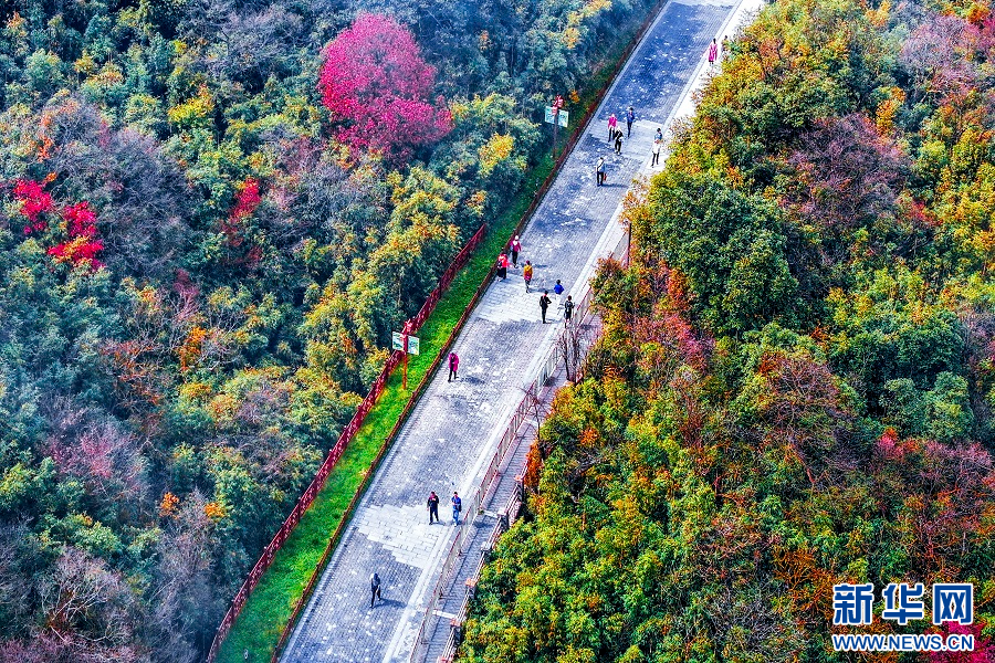 重庆南川：金佛山彩林如画