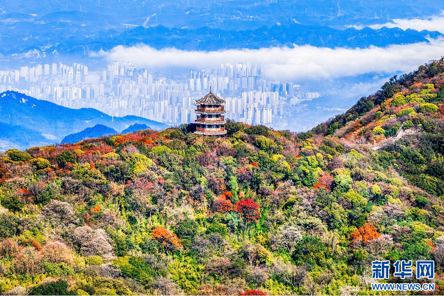 重庆南川：金佛山彩林如画