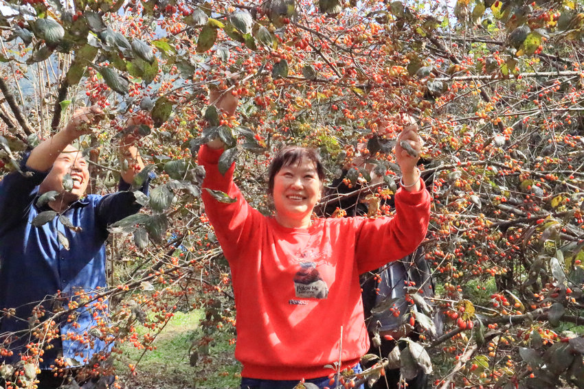 【原创】南阳西峡：小小山茱萸成就富民大产业_fororder_农民采摘山茱萸 摄影 王小军.JPG