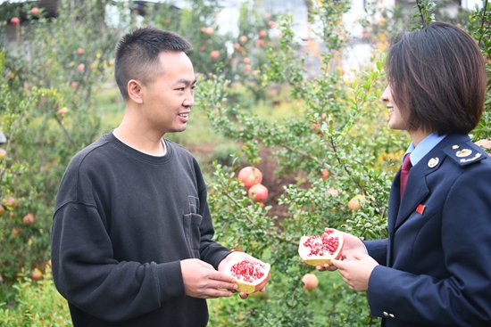 贵州毕节税务：税惠助力乡镇企业 农户生活像石榴一样“红红火火”_fororder_税务人员在专业合作社调研石榴采摘、包装销售情况，黄孟豪 (2)