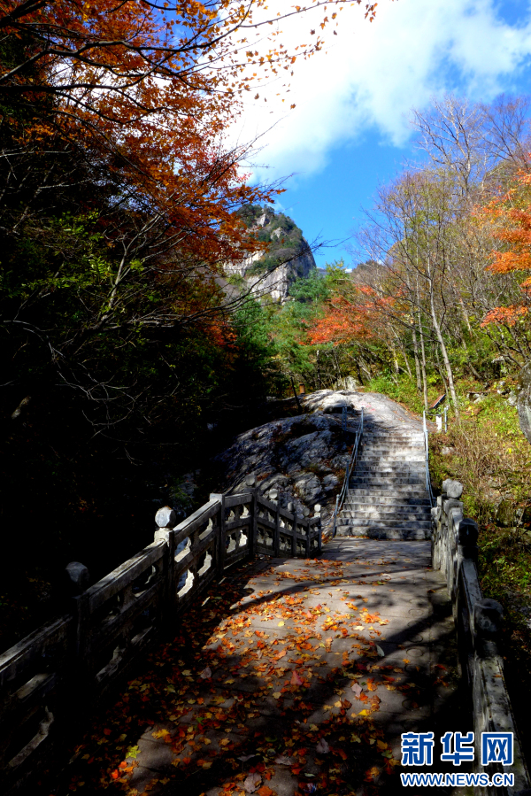 秦岭朱雀景 漫山秋色层林尽染