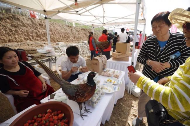 【三秦大地 西安】春满中国·醉西安 |长安油菜花节开幕 千车万人醉游万亩梯田花海