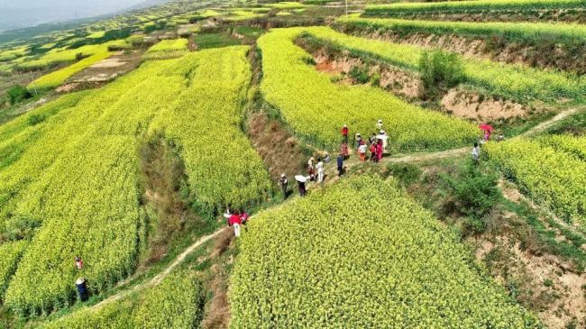 【三秦大地 西安】春满中国·醉西安 |长安油菜花节开幕 千车万人醉游万亩梯田花海