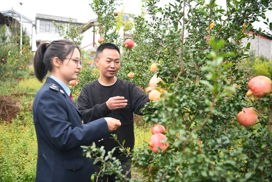 贵州毕节税务：税惠助力乡镇企业 农户生活像石榴一样“红红火火”_fororder_税务人员在石榴园调研生产情况。黄孟豪