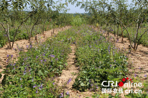 【豫见国际㊺】小花椒蕴含大财富 洛阳万亩花椒助力乡村振兴