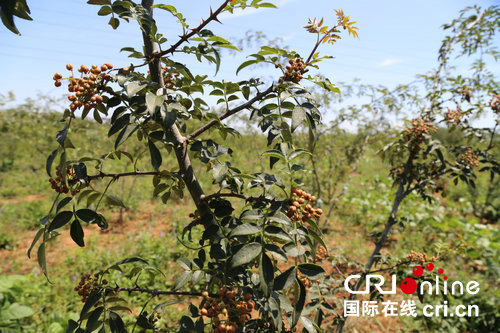 【豫见国际㊺】小花椒蕴含大财富 洛阳万亩花椒助力乡村振兴