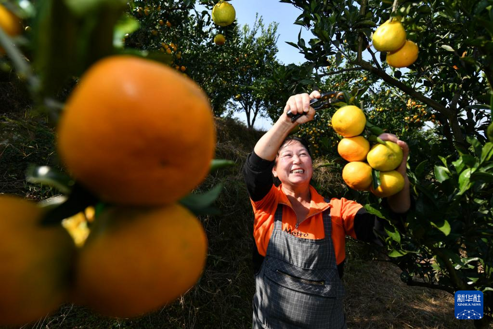 湖北宣恩：抢抓农时 秋收忙