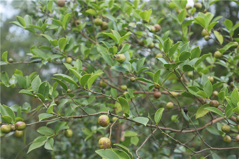 信阳市商城县：金秋至 油茶“香”_fororder_油茶果 洪兰供图