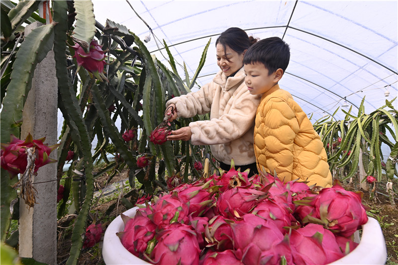 信阳新县：火龙果“甜蜜”上市_fororder_带着孩子体验采摘的乐趣（焦汉平 摄）