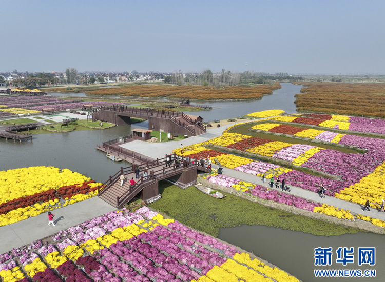 江苏兴化：“花海经济”描绘农旅融合“好风景”