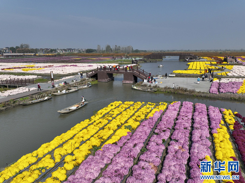 江苏兴化：“花海经济”描绘农旅融合“好风景”