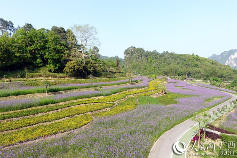 图片默认标题_fororder_图为风景优美的花海一景2