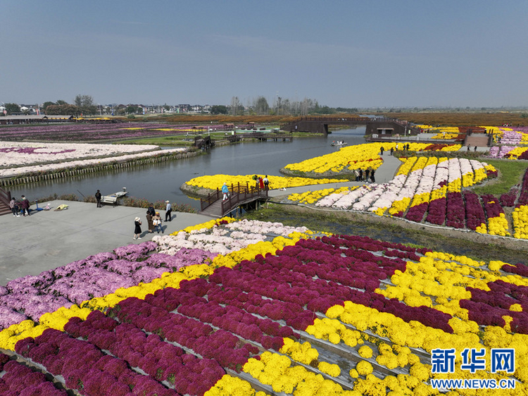 江苏兴化：“花海经济”描绘农旅融合“好风景”