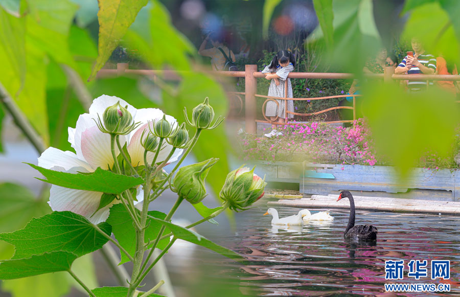 冬日，来广州邂逅“一花多色”芙蓉花