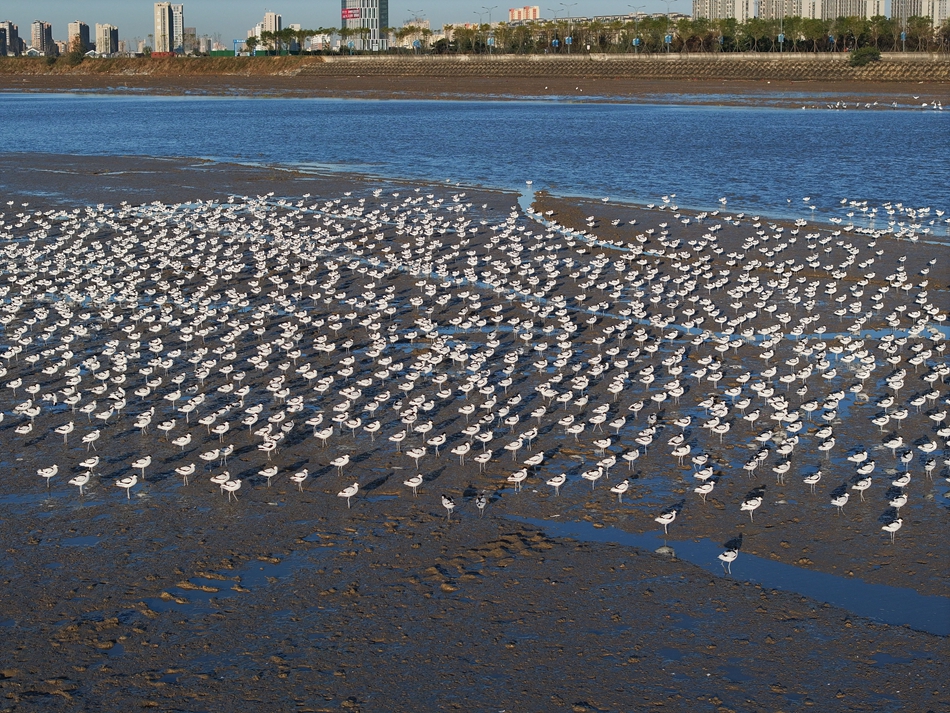 江苏连云港海州湾沿海湿地迎来大批反嘴鹬_fororder_4