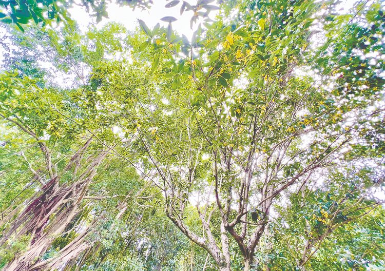 踏遍青山人未老 徒步登高愿美好 南宁青秀山风景区举办重阳登高节