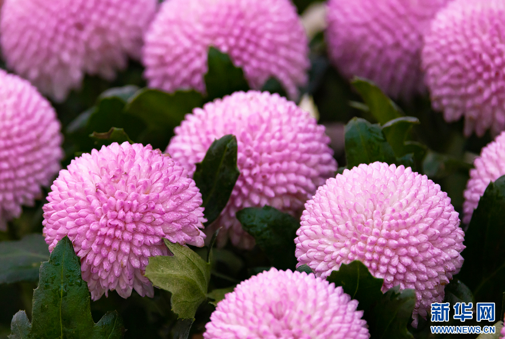 金秋十月赏菊时 2400多种菊花扮靓“水乡”