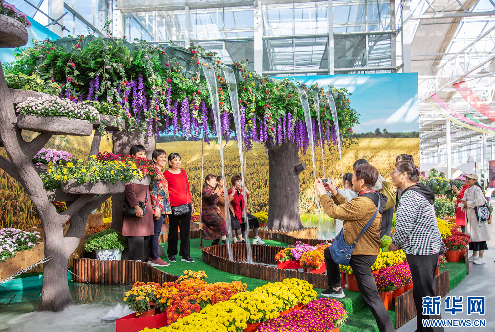 金秋十月赏菊时 2400多种菊花扮靓“水乡”