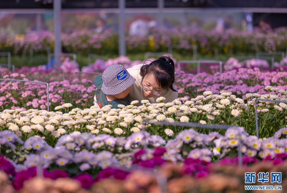 金秋十月赏菊时 2400多种菊花扮靓“水乡”