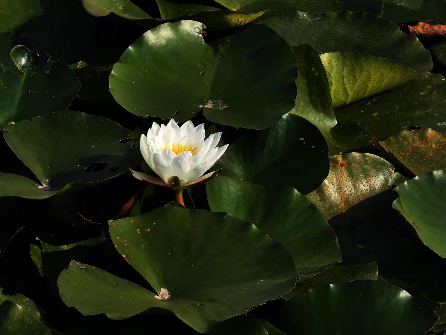 【原创】走进济宁微山湖湿地 探寻205种鸟类的家园_fororder_微山湖2