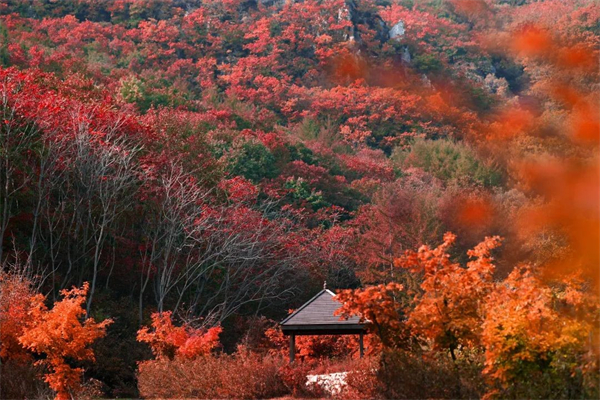 （文旅专题）大连天门山赏秋 “枫”火连天_fororder_文旅天门山4_副本