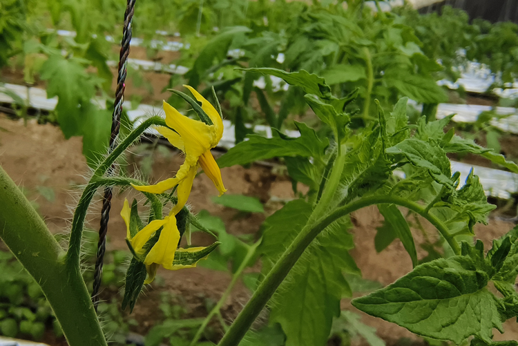 保定徐水：大棚西红柿种出“科技范儿”_fororder_图片5