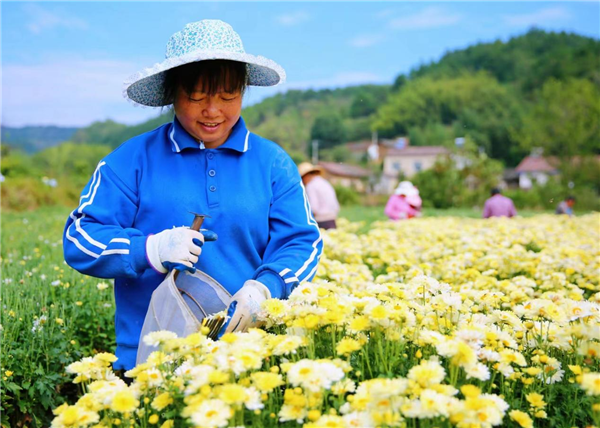 荆门东宝：杭白菊花香四溢 扮靓山乡富村民_fororder_图片1