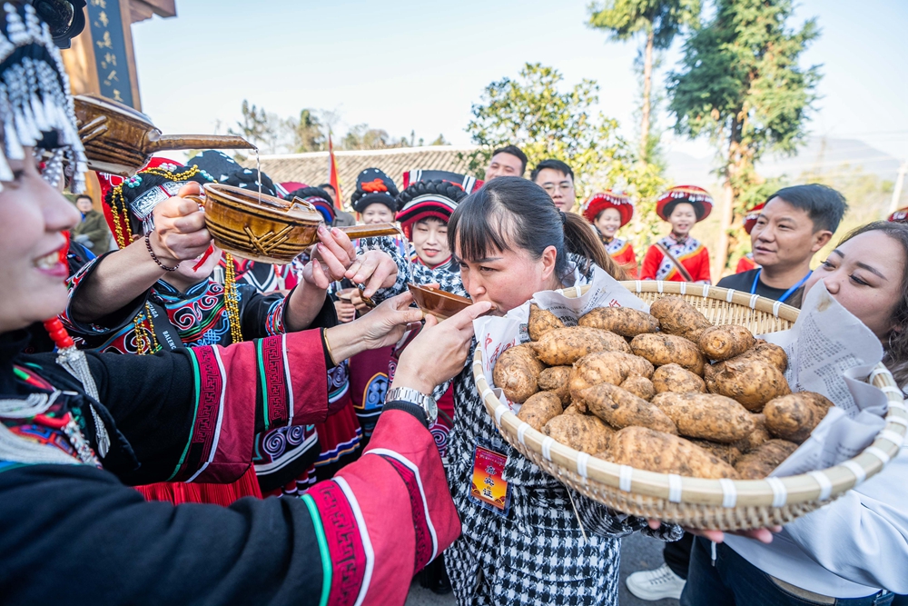 贵州毕节：乡邻一家亲 共庆彝族年_fororder_2023年11月19日，村民在贵州省毕节市百里杜鹃管理区普底乡迎丰村为前来参加彝族年的嘉宾送上拦门酒。 (6)