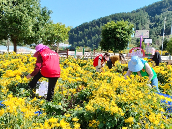 贵州镇远大地乡：初绘皇菊经济“花文章” 铺就群众金色“致富路”_fororder_微信图片_20231025221652