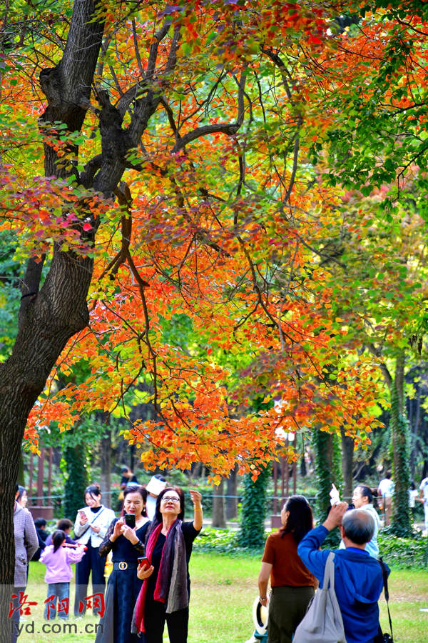 Picturesque Luoyang in Late Autumn_fororder_图片5