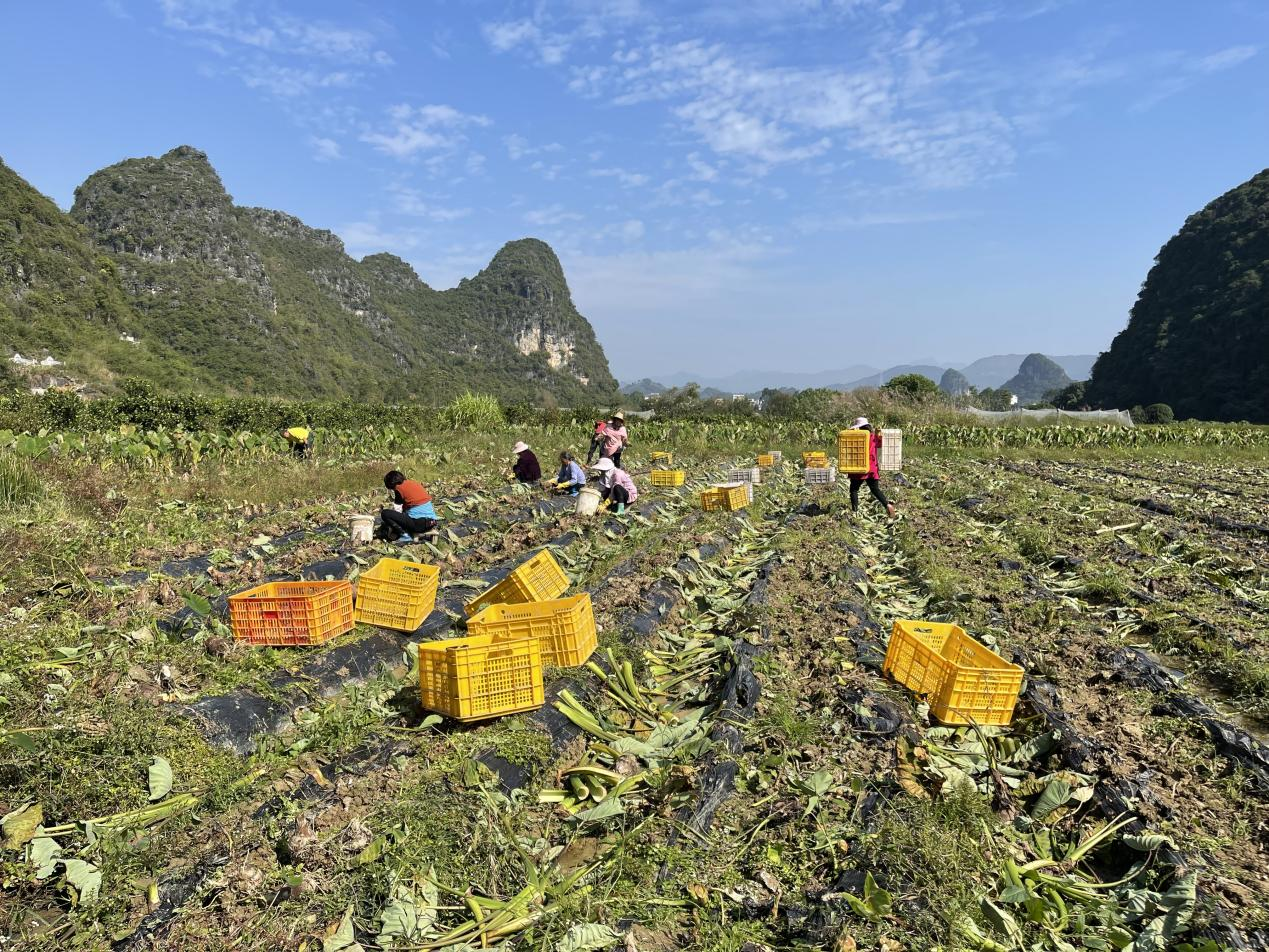 广西荔浦：小芋头延长产业链 成就富民强市大产业_fororder_图片1