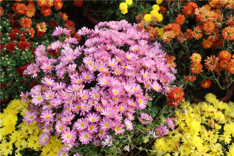 3.2 Million Pots of Chrysanthemums Adorn Kaifeng, Henan_fororder_16