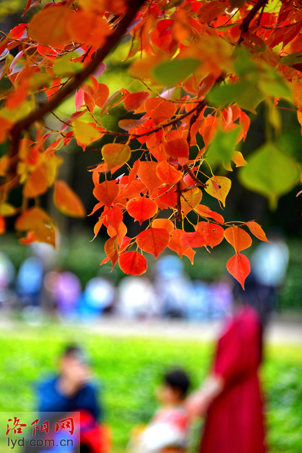 Picturesque Luoyang in Late Autumn_fororder_图片3