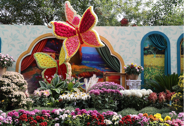 【英语】3.2 Million Pots of Chrysanthemums Adorn Kaifeng, Henan