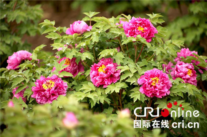 【CRI原创】【十堰】湖北郧西将举行首届牡丹节