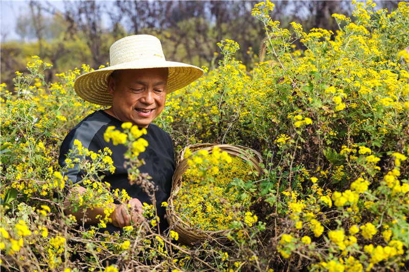 信阳光山：野菊花喜获丰收_fororder_1B5A5868.JPG