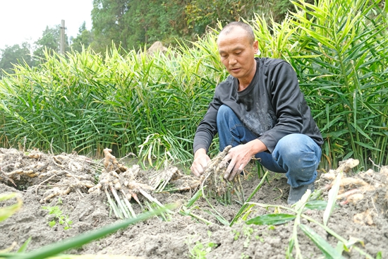 贵州天柱：村民种姜稳增收_fororder_村民在给姜块除泥.JPG